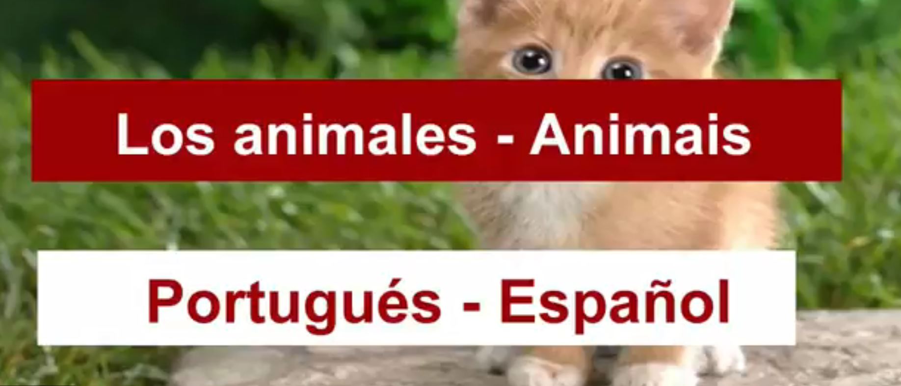 los-animales-en-portugues
