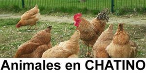 animales-en-chatino