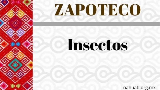 vocabulario-zapoteco-insectos