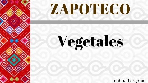 vocabulario-zapoteco-vegetales
