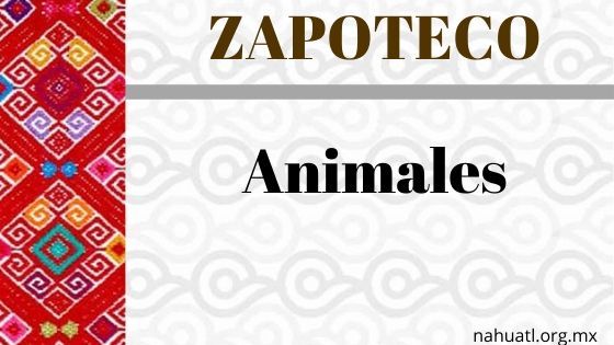 zapoteco-animales-vocabulario