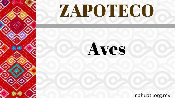 zapoteco-aves-expresiones