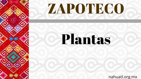 zapoteco-plantas-expresiones