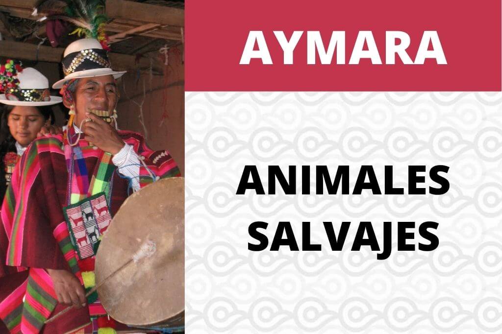 ANIMALES SALVAJES EN AYMARA