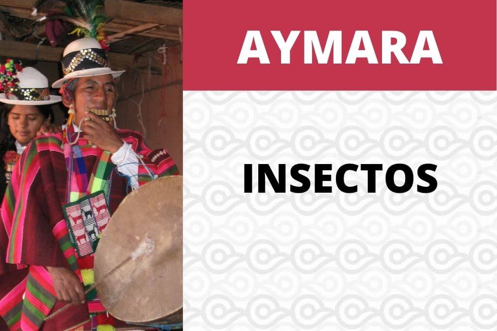 VOCABULARIO EN AYMARA INSECTOS