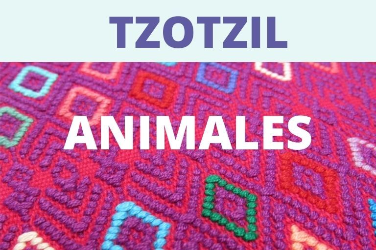 animales tzotzil