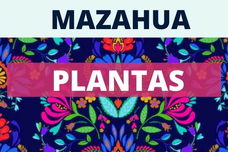 mazahua plantas y vegetales